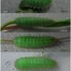 lyc thersamon larva4 volg11